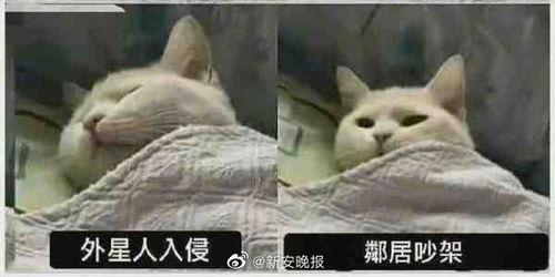 吃瓜令人兴奋,揭秘令人兴奋的瓜界盛宴