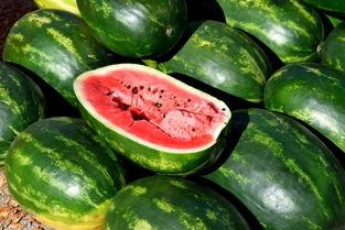 菜姬吃瓜,揭秘娱乐圈背后的秘密与八卦