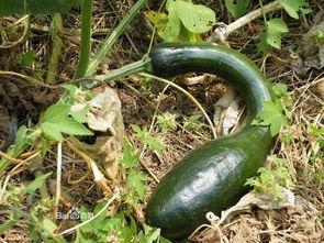 勤方瓜怎么吃,解锁美味新体验