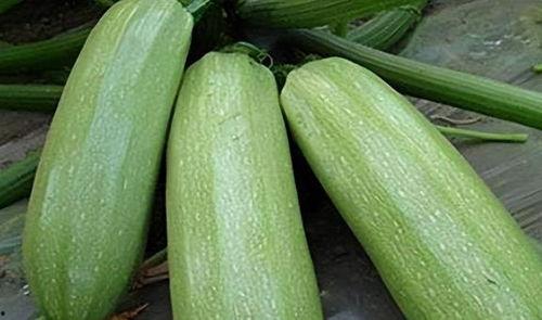 吃瓜从根开始吃的人,吃瓜人生的多味旅程