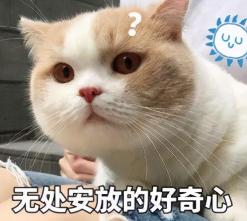 探长吃瓜网,揭秘娱乐圈幕后真相，带你走进明星生活