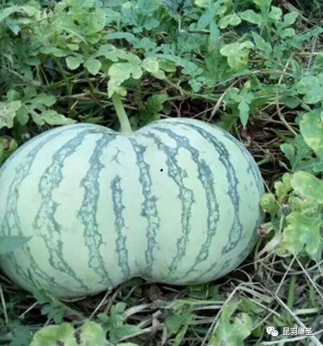 吃一瓜接一瓜,吃一瓜接一瓜的奇妙之旅