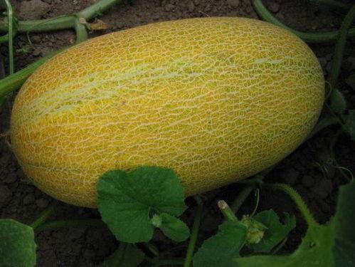 秋天吃哈密瓜好吗,哈密瓜的秋季享用指南