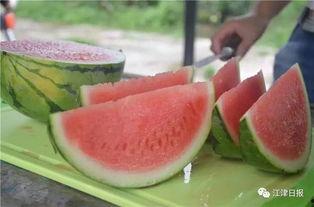 吃瓜网站分享免,免费分享背后的秘密