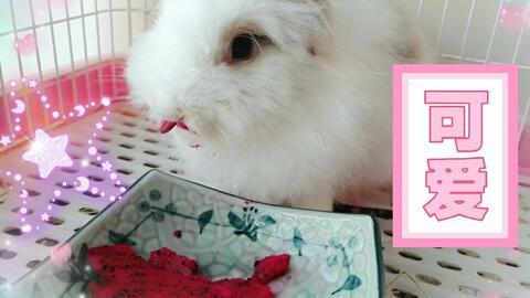 jk兔子日常吃瓜,瓜田里的欢乐时光