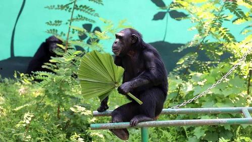 带你吃瓜动物,带你走进动物界的“吃瓜群众”世界