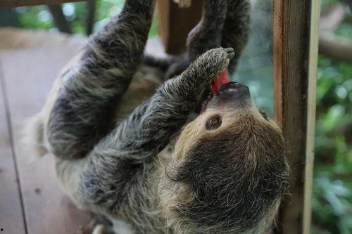 带你吃瓜动物,带你走进动物界的“吃瓜群众”世界