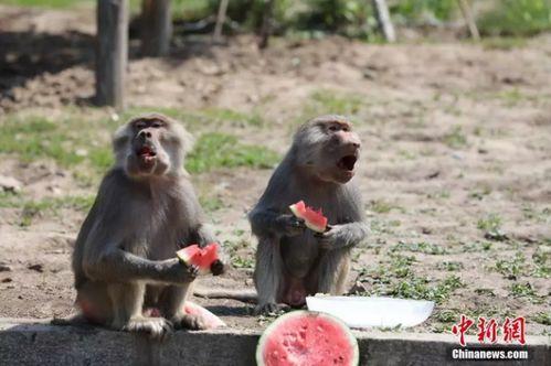 带你吃瓜动物,带你走进动物界的“吃瓜群众”世界