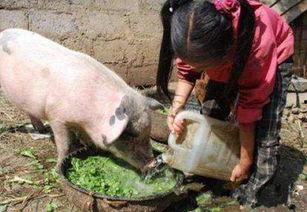 猪吃拉瓜好吗,探究其营养价值与适宜性