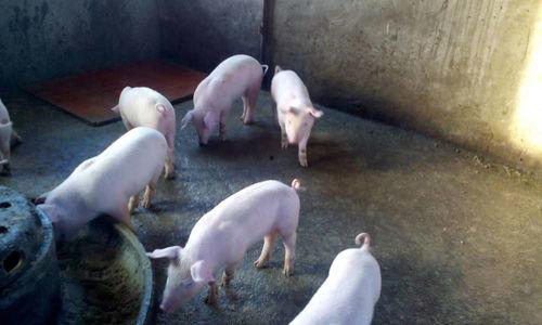 猪吃拉瓜好吗,探究其营养价值与适宜性