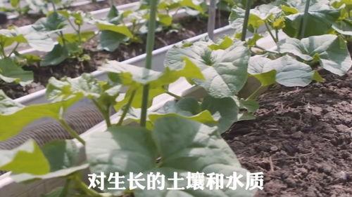 吃瓜 平凡的荣耀