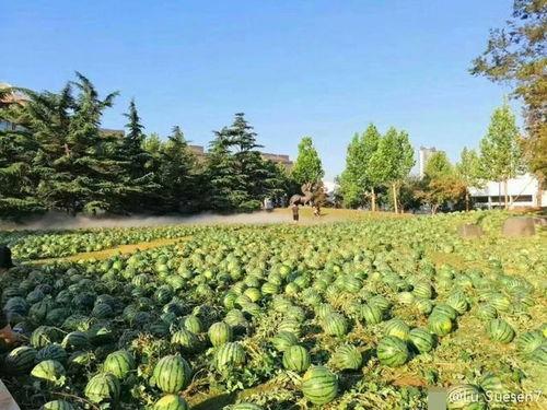 大学生校园吃瓜,大学生活中的趣味八卦一网打尽