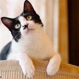 云养猫吃瓜,吃瓜群众也能享受萌宠乐趣