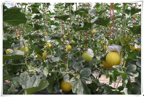 雨中吃瓜好去处