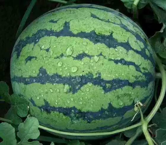 吃瓜群众1224集,揭秘娱乐圈背后的惊人真相