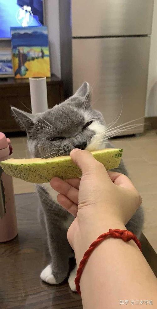 猫咪吃哈密瓜枕头