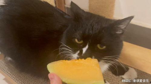 猫咪吃哈密瓜枕头