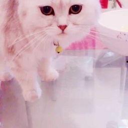 猫咪吃哈密瓜枕头