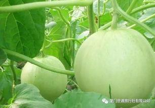 吃鸡甜瓜的瓜,甜蜜滋味，畅快游戏新体验