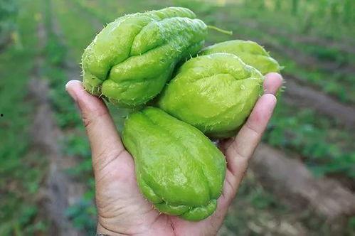 孕期可以吃附子瓜