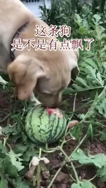 幼犬吃瓜,家长需警惕宠物饮食安全