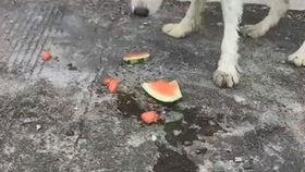 幼犬吃瓜,家长需警惕宠物饮食安全