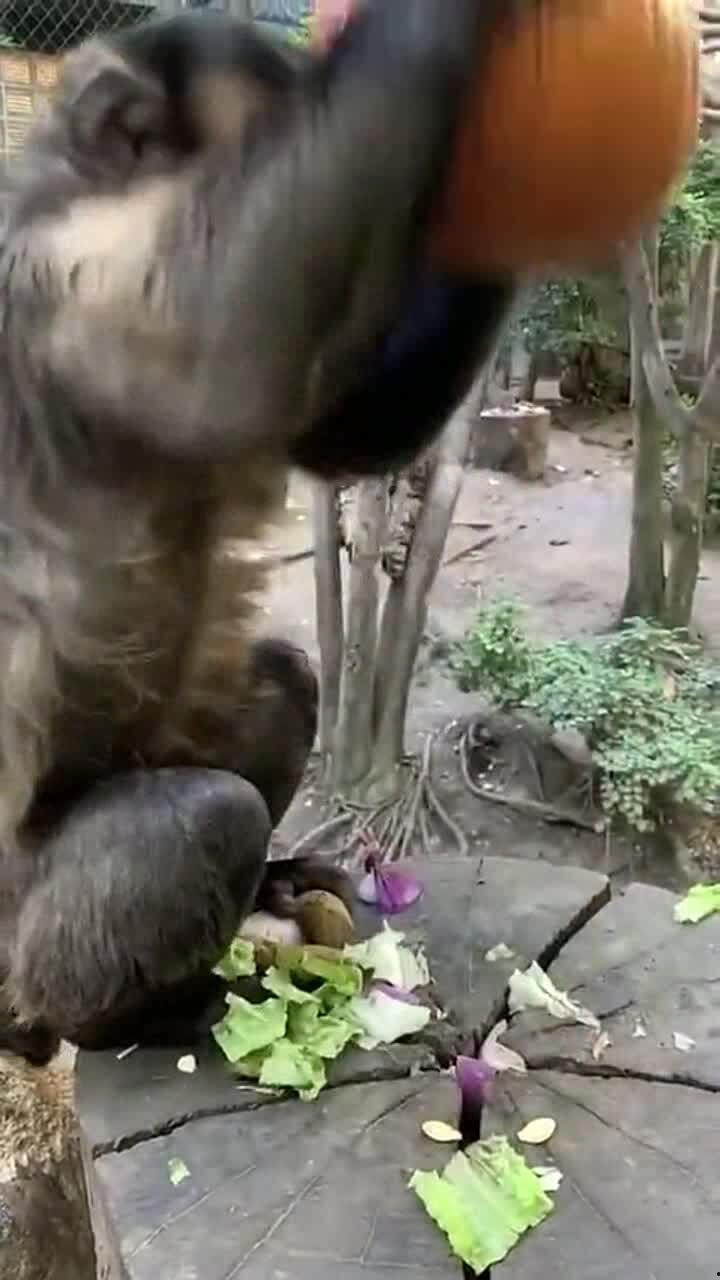 猴子吃方瓜吗