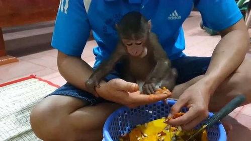 猴子吃方瓜吗