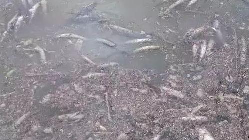 轮虫吃小瓜虫,共生共荣的生态奇观